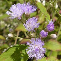 <i>Cyanthillium hookerianum</i>  (Arn.) H.Rob.